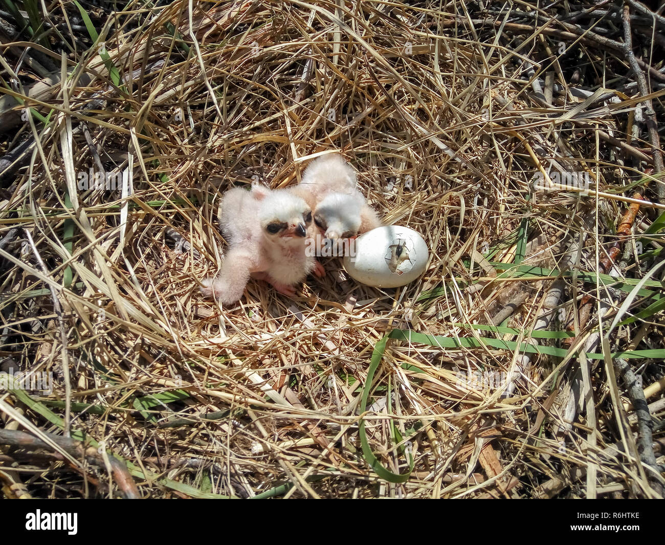 Hatching Hawk Baby hawk hatching hi-res stock photography and images - Alamy