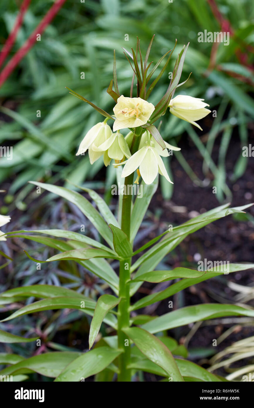 Fritillaria raddeana, Liliaceae, cream coloured flower on a tall stem in spring time Stock Photo
