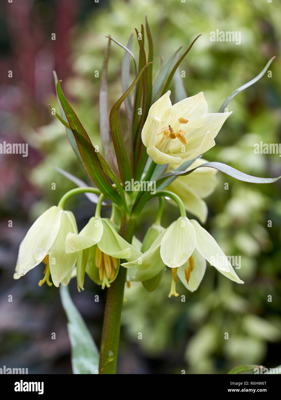 Fritillaria raddeana, Liliaceae, cream coloured flower on a tall stem in spring time Stock Photo