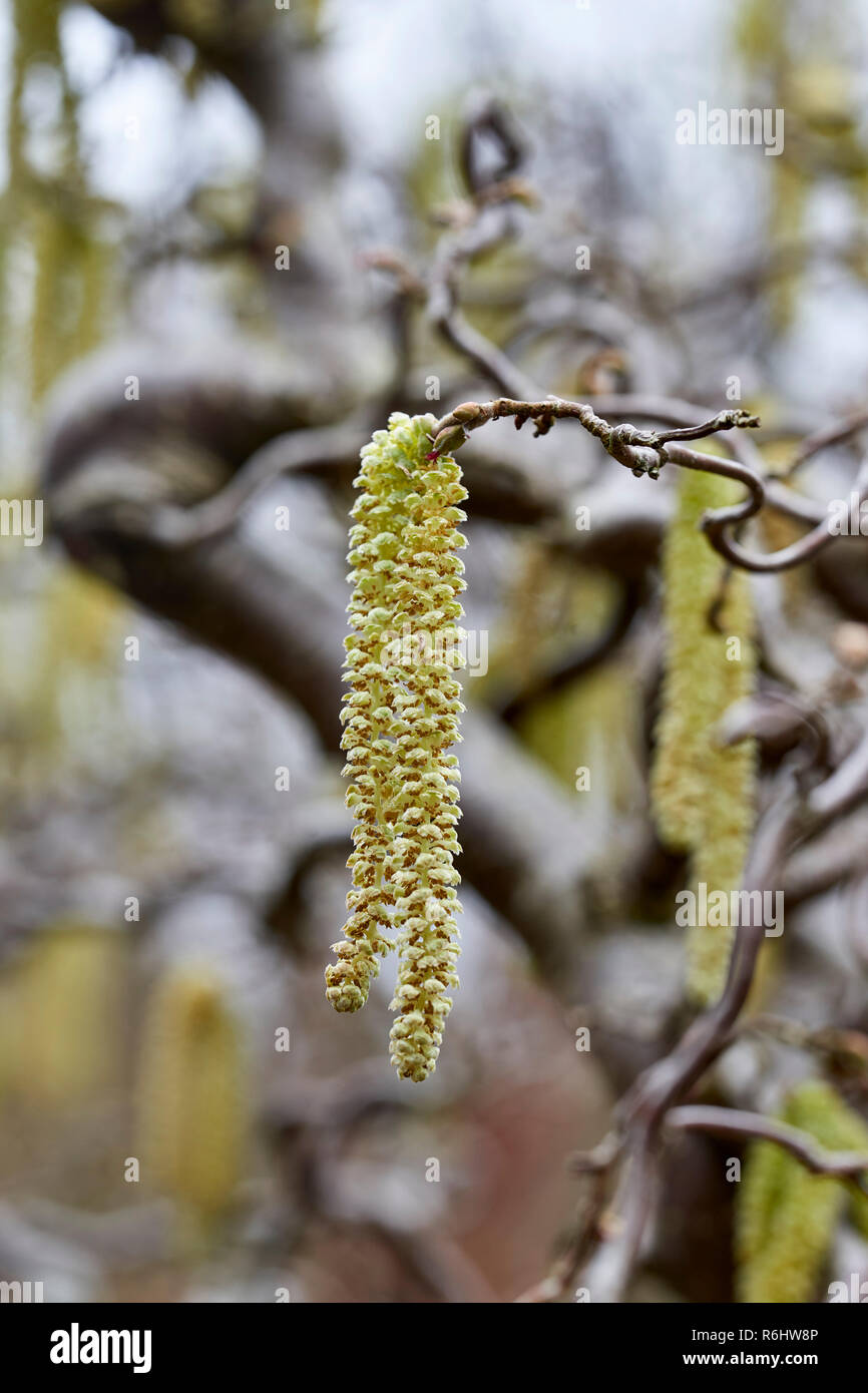 Carylus avellana, 'Contorta', Corylaceae - catkins in winter, open shedding seeds Stock Photo