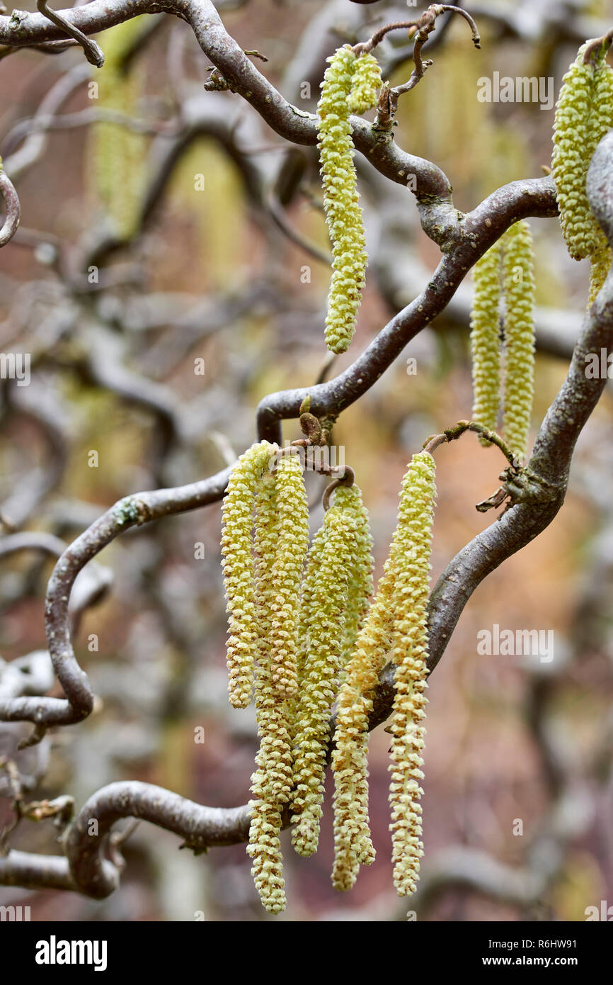 Carylus avellana, 'Contorta', Corylaceae - catkins in winter Stock Photo