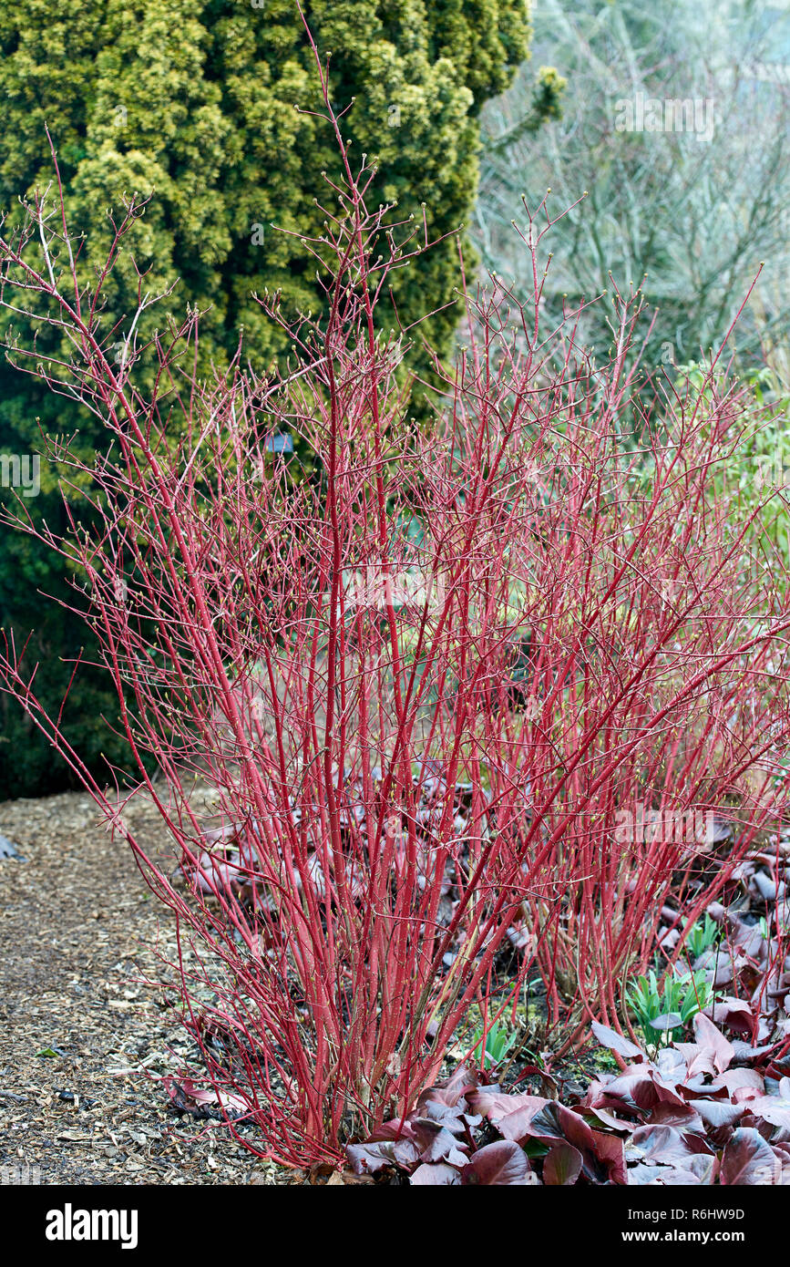 Cornus alba, 'Sibirica', Cornaceae - bright red stems in winter Stock Photo