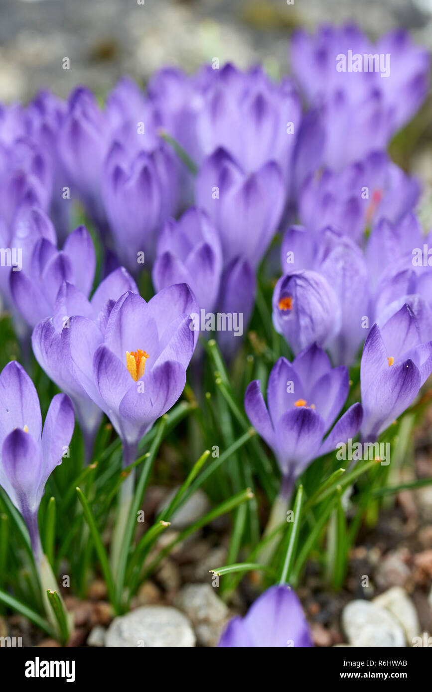 Crocus tomasinianus, Iridaceae - Purple miniature crocuses in early spring Stock Photo