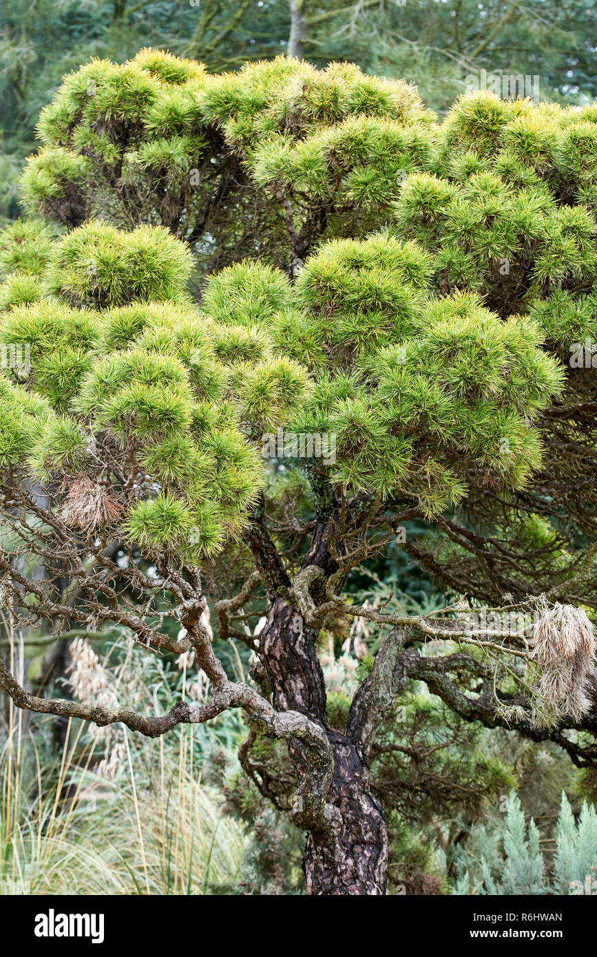 Pinus nigra 'Moseri', Pinaceae - gnarled twisted characterful pine tree with clumps of short needles Stock Photo