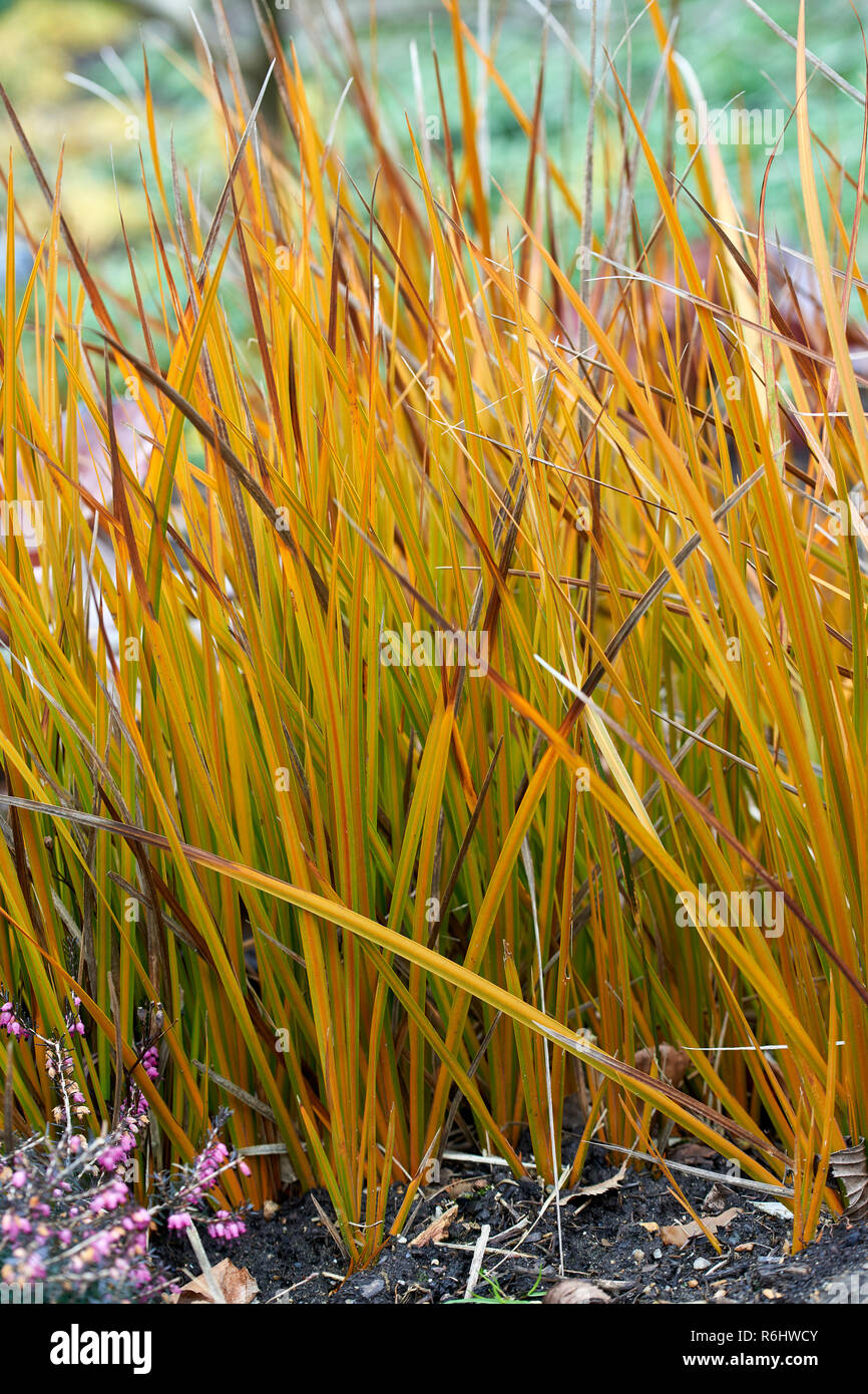 Libertia peregrinans (Iridaceae)  - colourful orange grasses in winter Stock Photo
