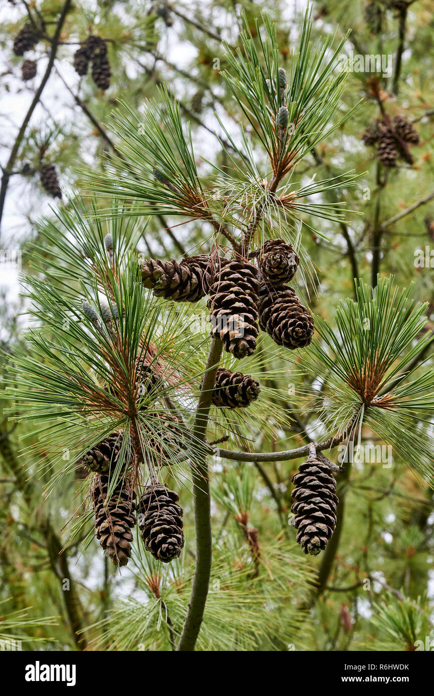 Himalayan Pine, Pinus wallichiana - mature open pine cones, brown and dry Stock Photo