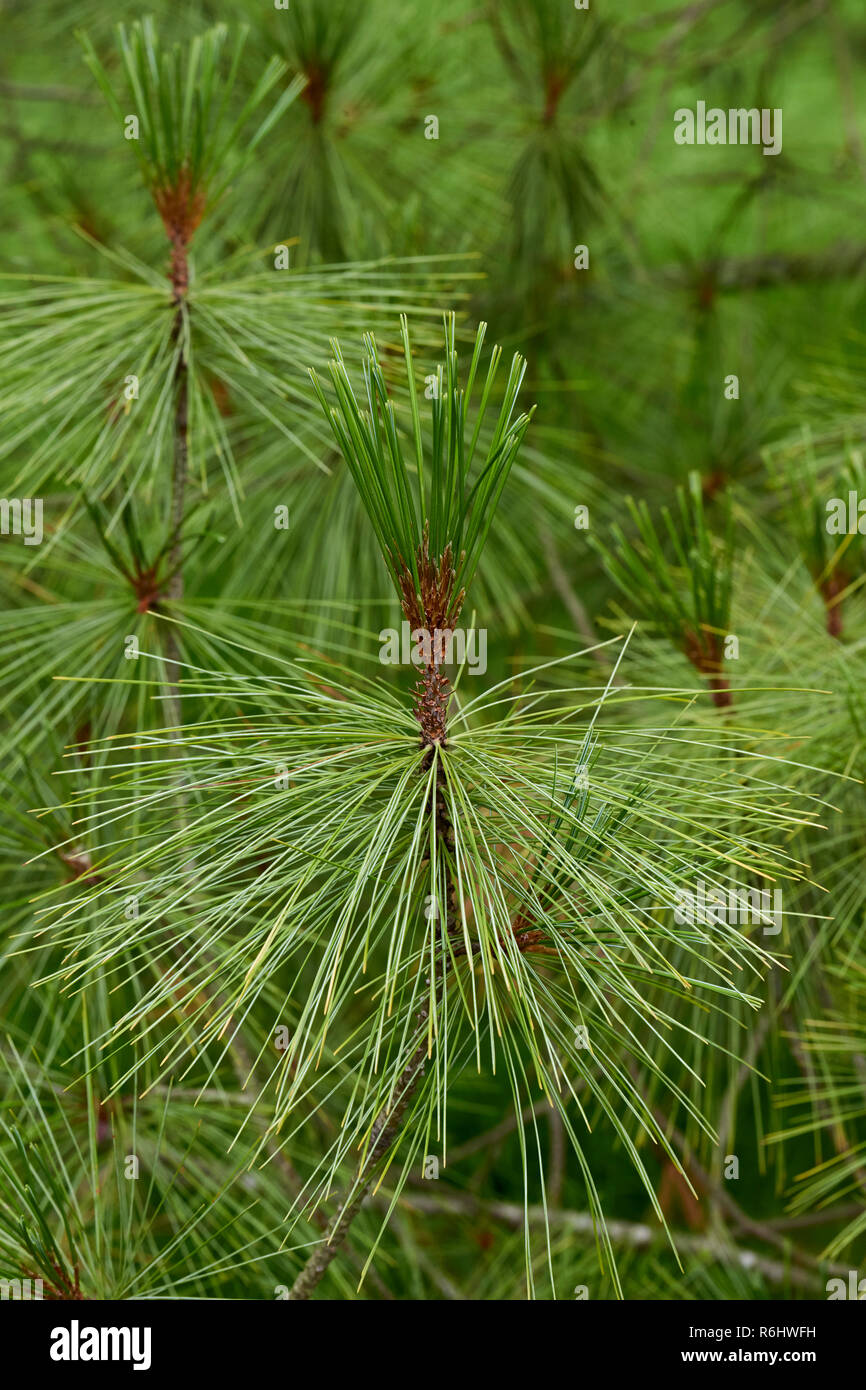 Himalayan Pine, Pinus wallichiana - closeup up of frond and leaf form Stock Photo