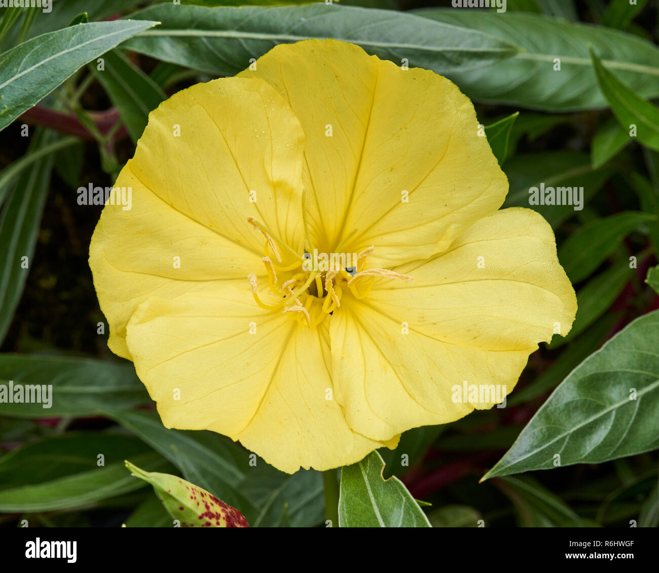 Oenothera missouriensis hires stock photography and images Alamy