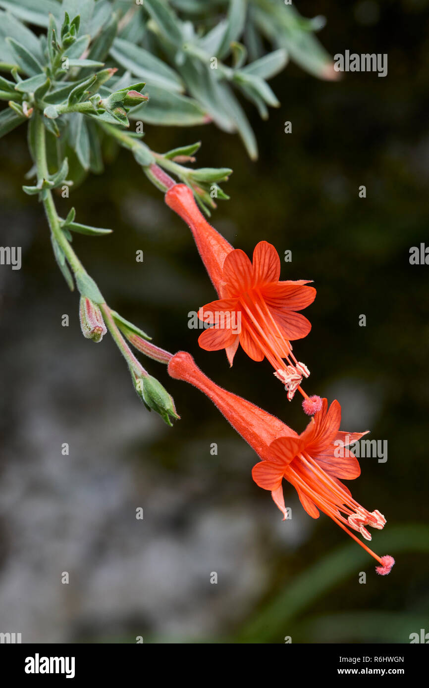 Californian fuchsia - Zauschneria californica (Onagraceae) - delicate orange-red flowers closeup Stock Photo