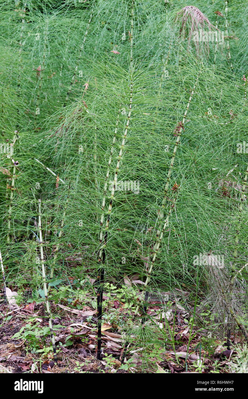 Horsetail - Equisetum telmateia (Equisetaceae) - young plants close up Stock Photo
