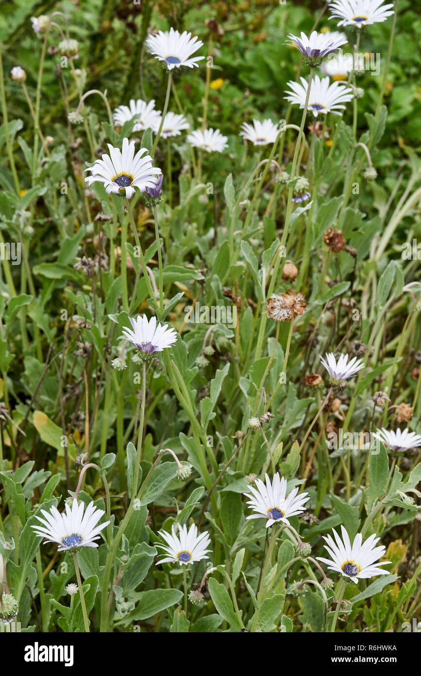 Blue-eyed African Daisy - Arctotis stoechadifolia (Asteraceae) - white daisy flowers with striking blue centre on long stems Stock Photo