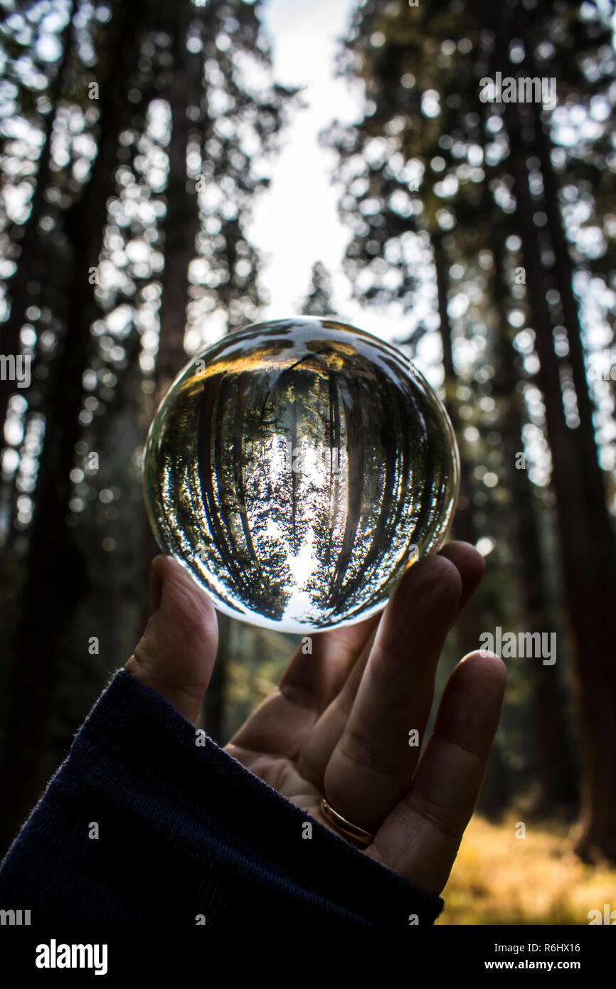 Forest grove of pine and giant sequoia redwood trees at twilight captured in glass ball reflection held in fingertips.  California Sierra Nevada Mtns Stock Photo