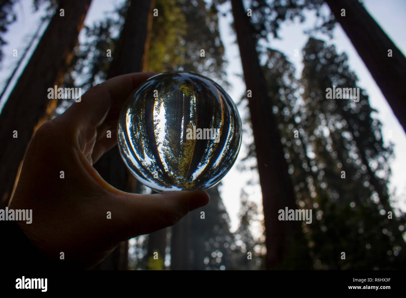 Grove of Giant Sequoia Redwood trees in California forest captured in glass ball reflection held in fingers. Stock Photo