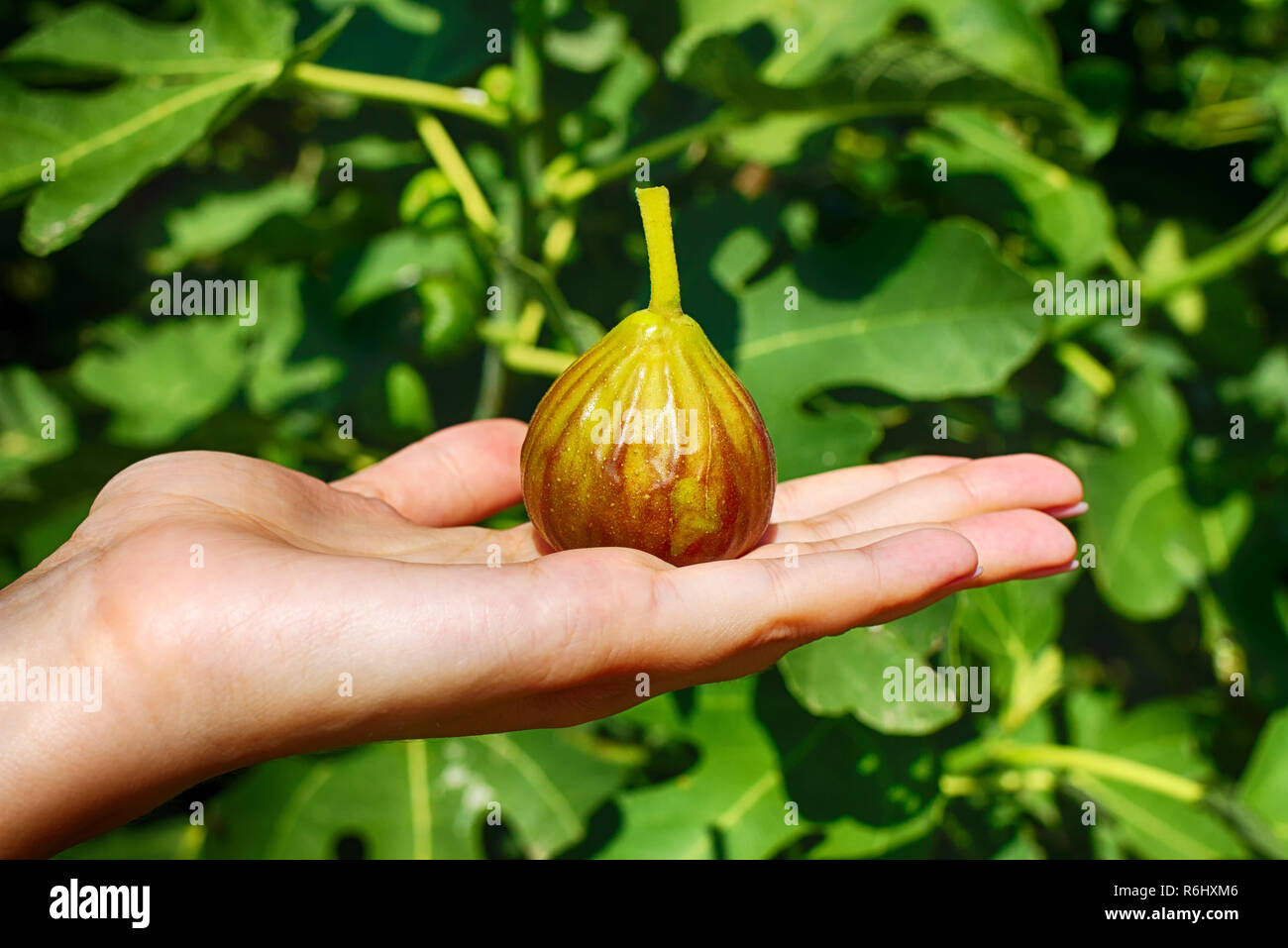 Figs in hand. Ripe fruit in hands on a background of Fig. Stock Photo