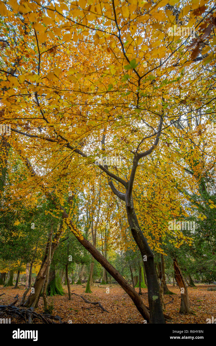 New Forest autumn woodland scene Stock Photo