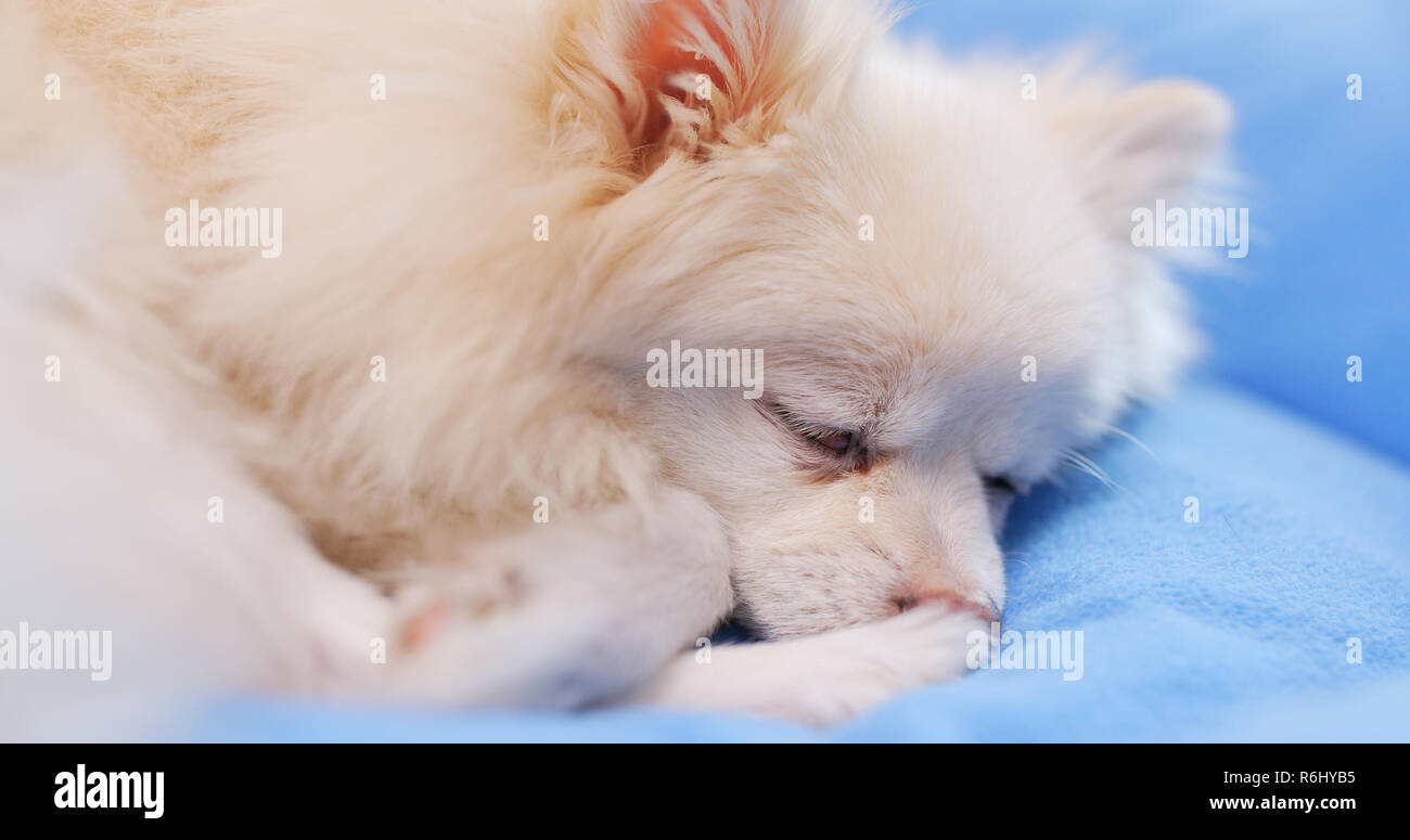 Dog sleeping on bed Stock Photo - Alamy