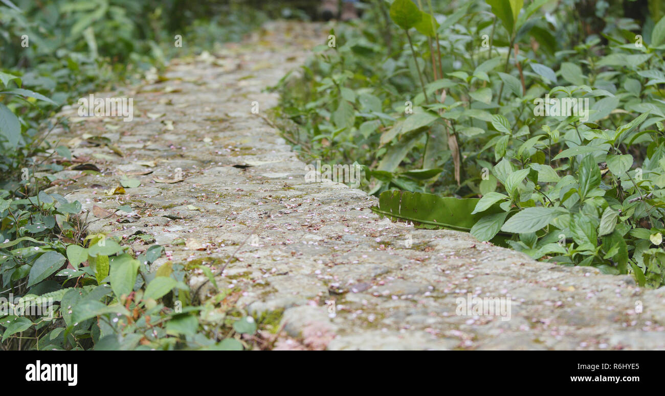 Tropical forest and walking path Stock Photo - Alamy