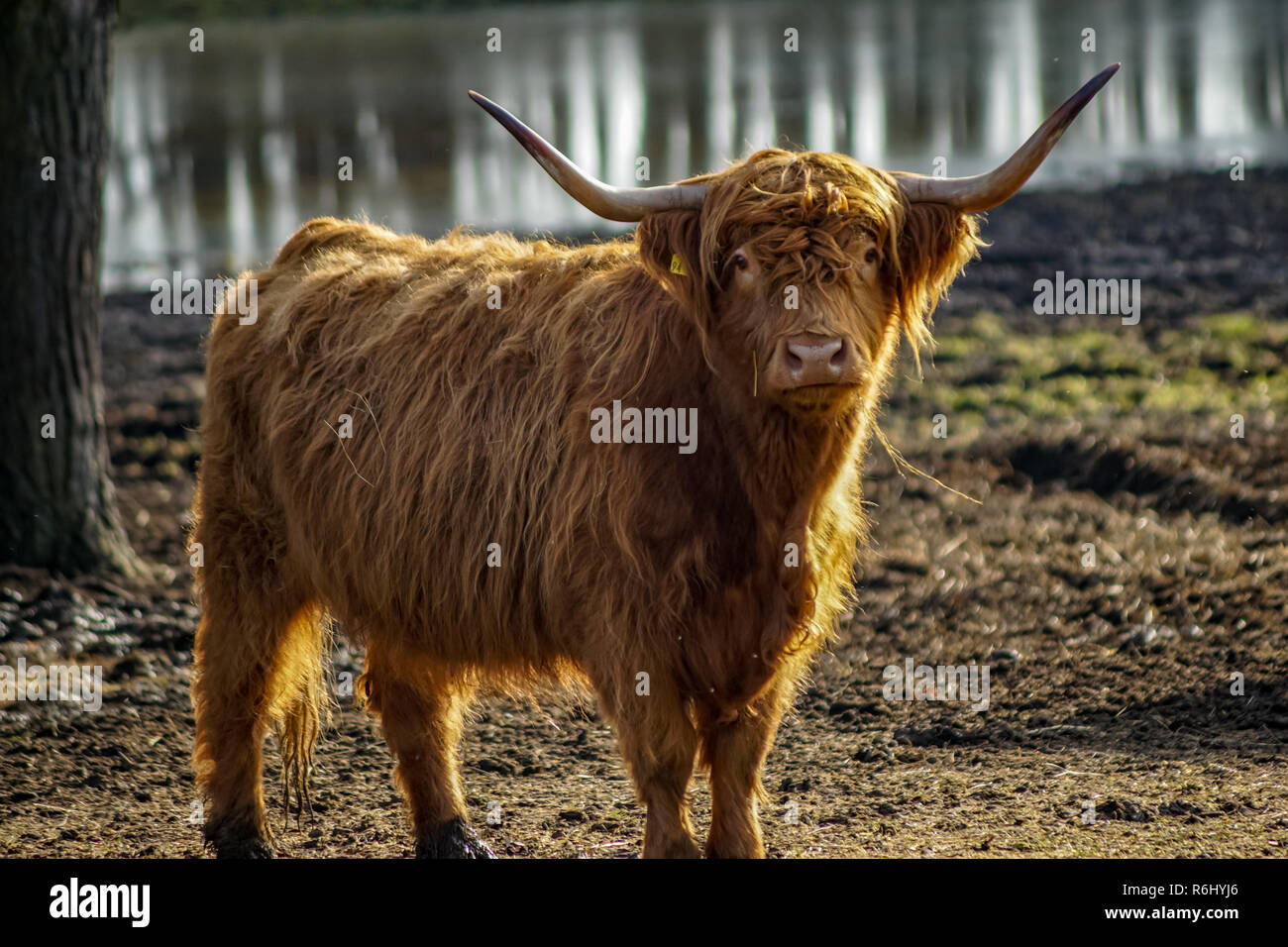 Horned scottish highland cattle on meadow near a lake Stock Photo - Alamy