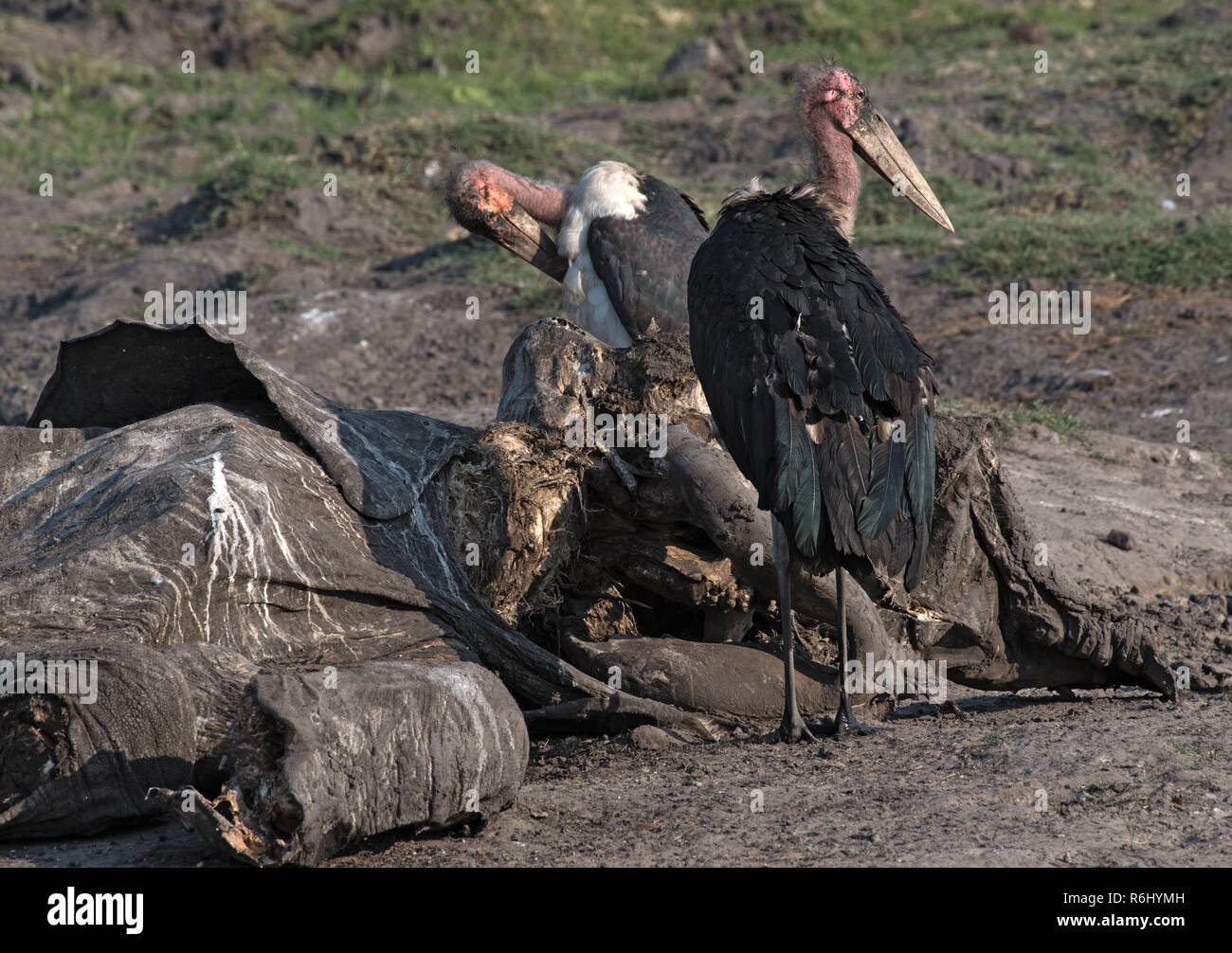 Marabou storks eat the carcass of a dead elephant, Moremi Game Reserve, Botswana Stock Photo
