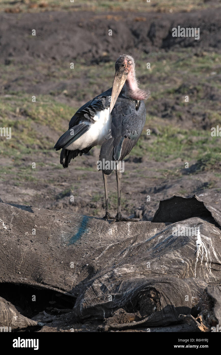 Marabou storks eat the carcass of a dead elephant, Moremi Game Reserve, Botswana Stock Photo
