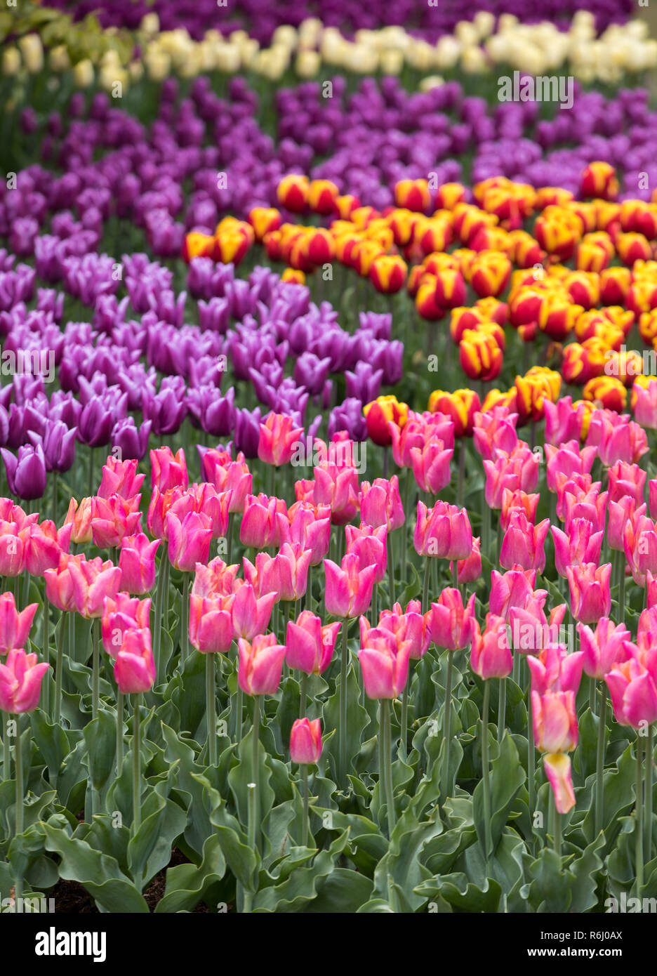 colorful tulips flowers blooming in a garden Stock Photo - Alamy
