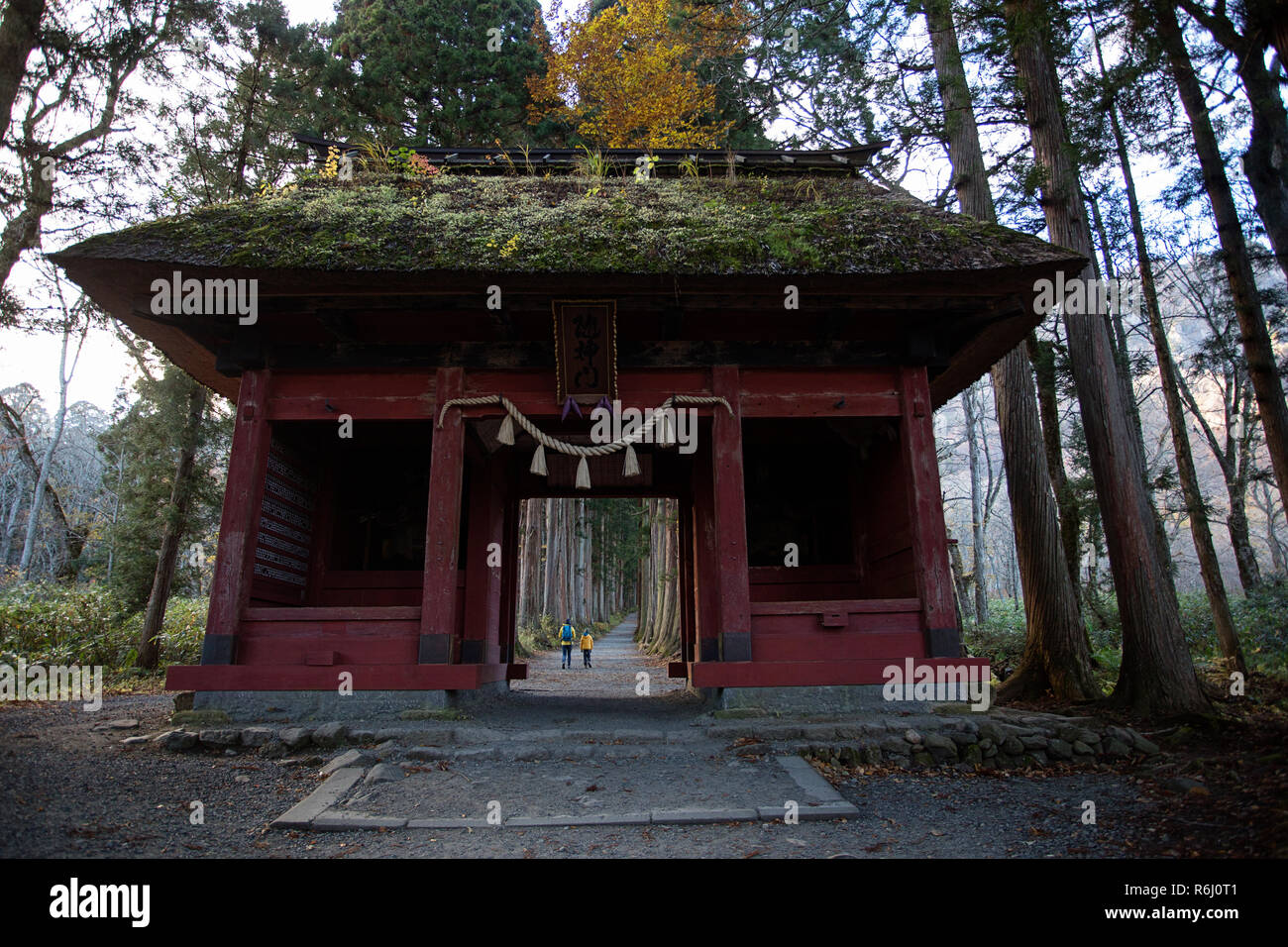 Mother and son in yellow jackets walking on pathway trough ancient trees (Sugi Trees) guarding the pathway up the the upper Togakushi shrine, Japan. Stock Photo