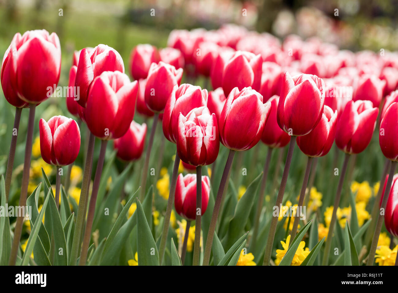 colorful tulips and daffodils blooming in a garden Stock Photo - Alamy
