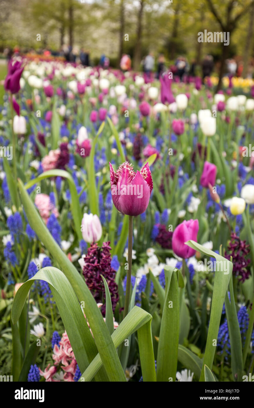 colorful tulips and blue hyacinth blooming in a garden Stock Photo - Alamy