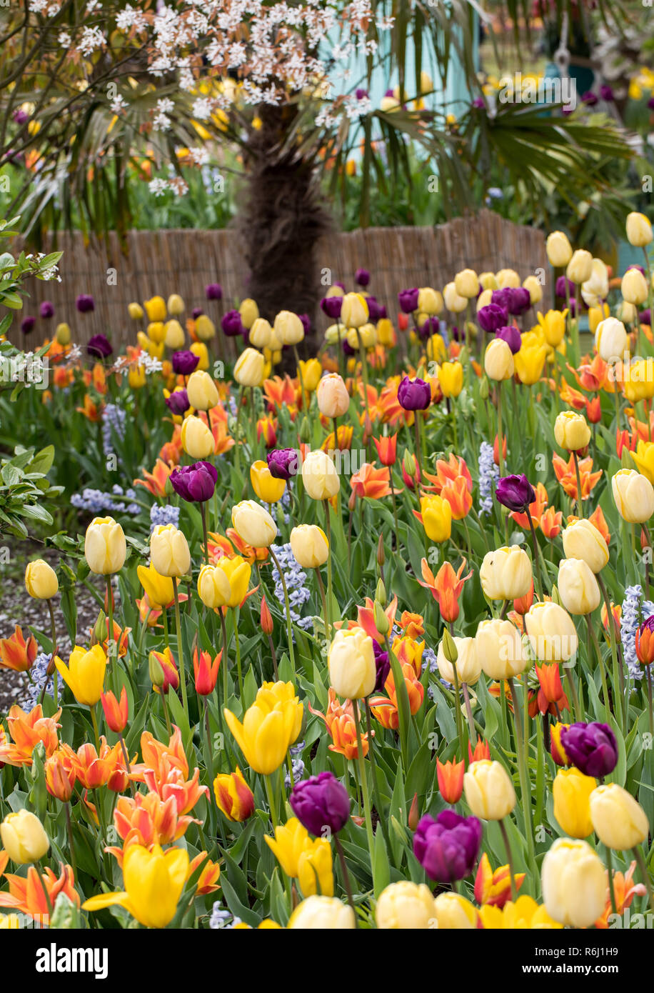 colorful tulips and hyacinth blooming in a garden Stock Photo - Alamy