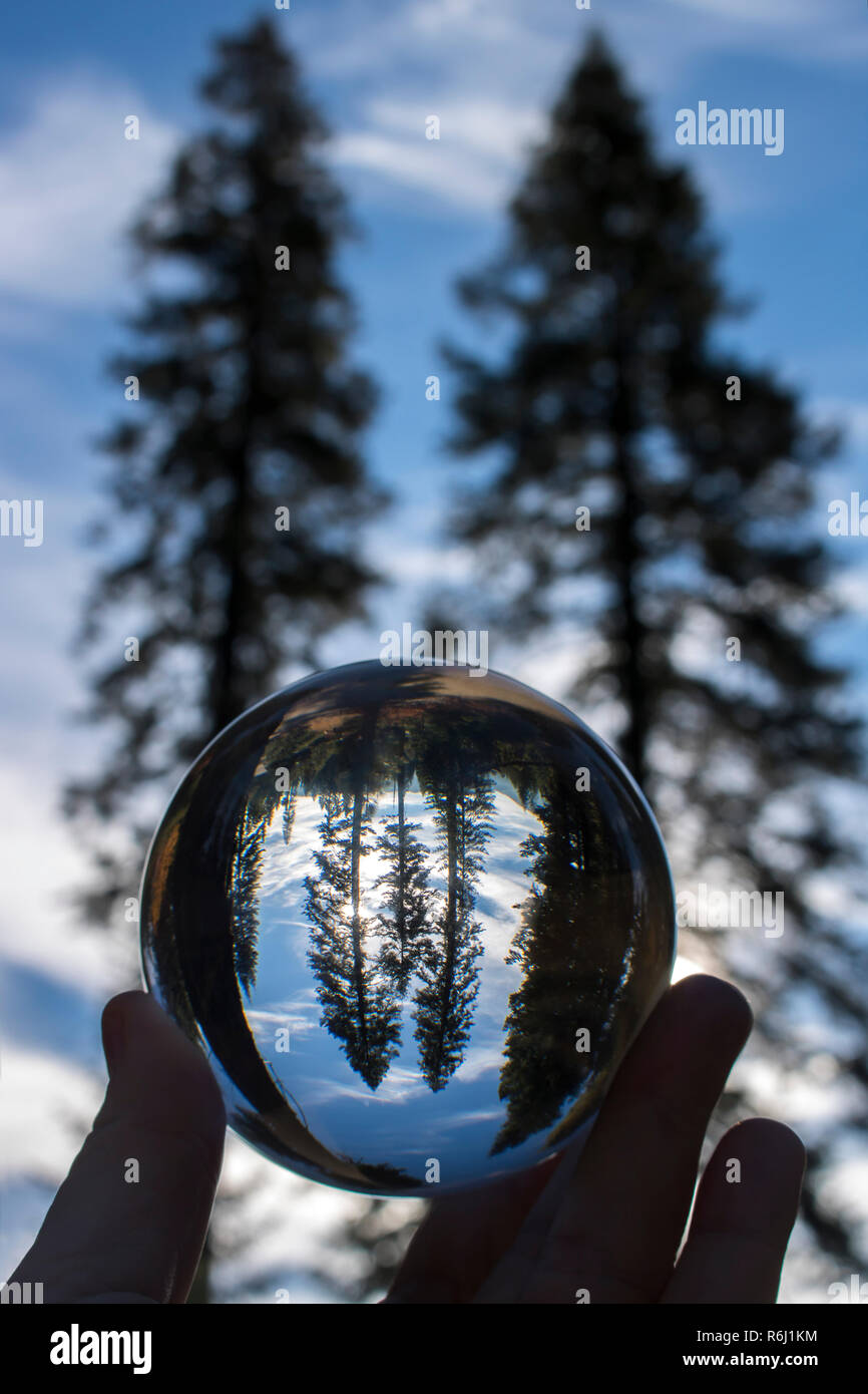Two towering pine trees with clouds and sky behind captured in glass ball reflection held in fingers from low angle view. Stock Photo