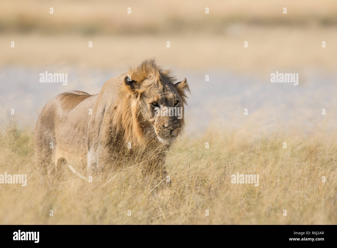 African lion male walking hi-res stock photography and images - Alamy