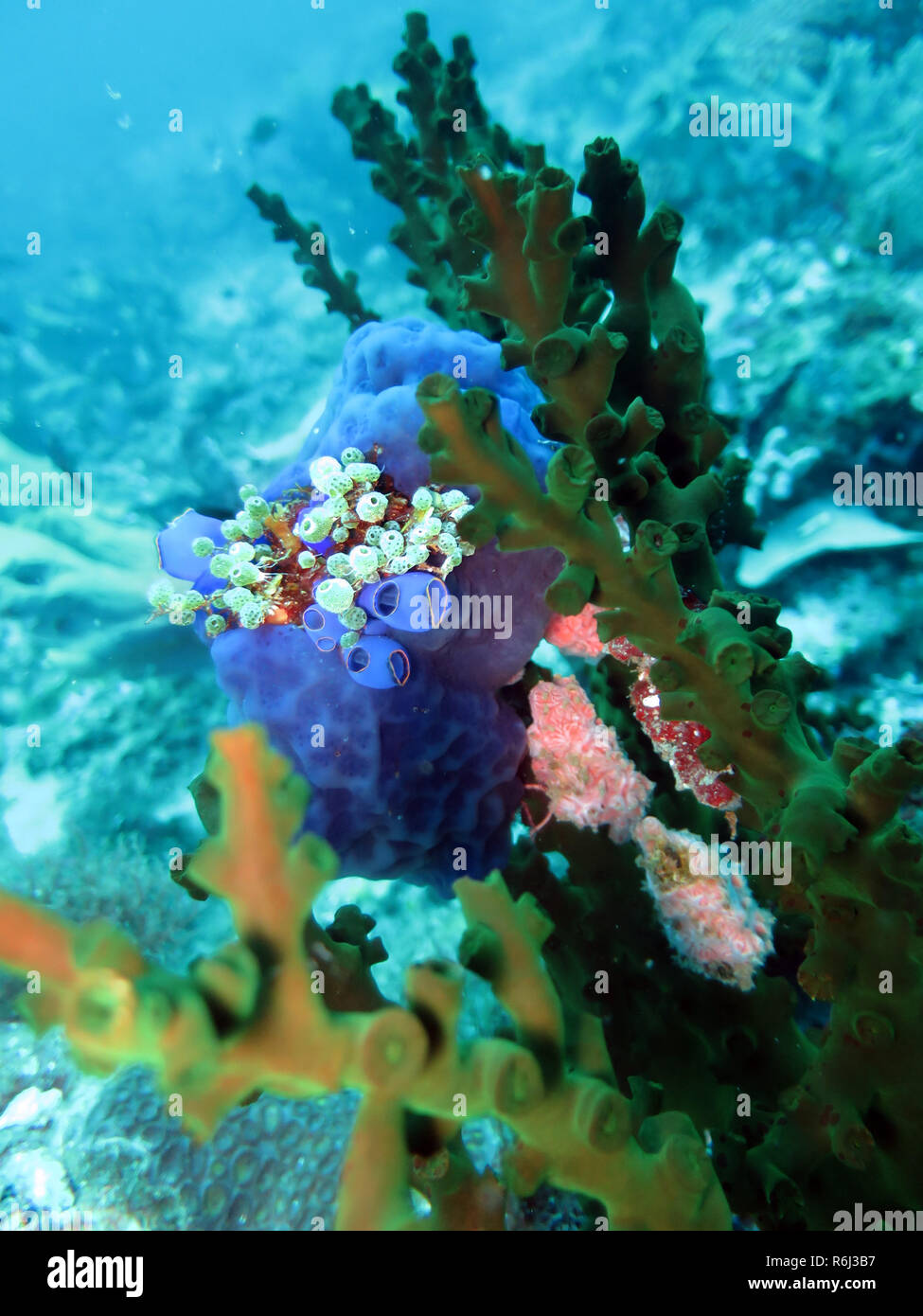 Clavelina hires stock photography and images Alamy