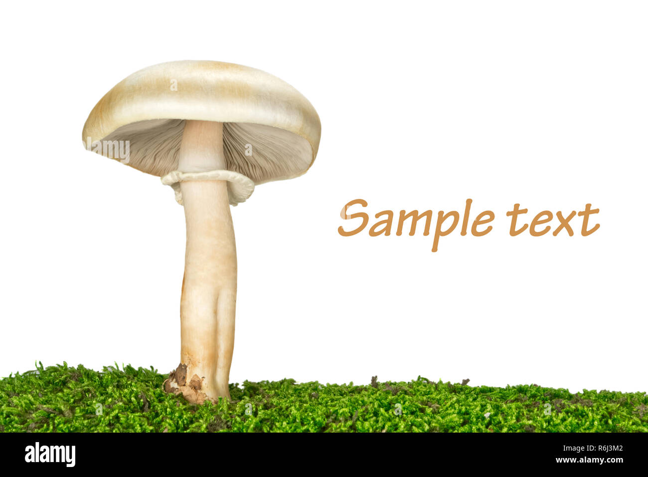 death cup (Amanita phalloides) on the grass, isolated on white Stock