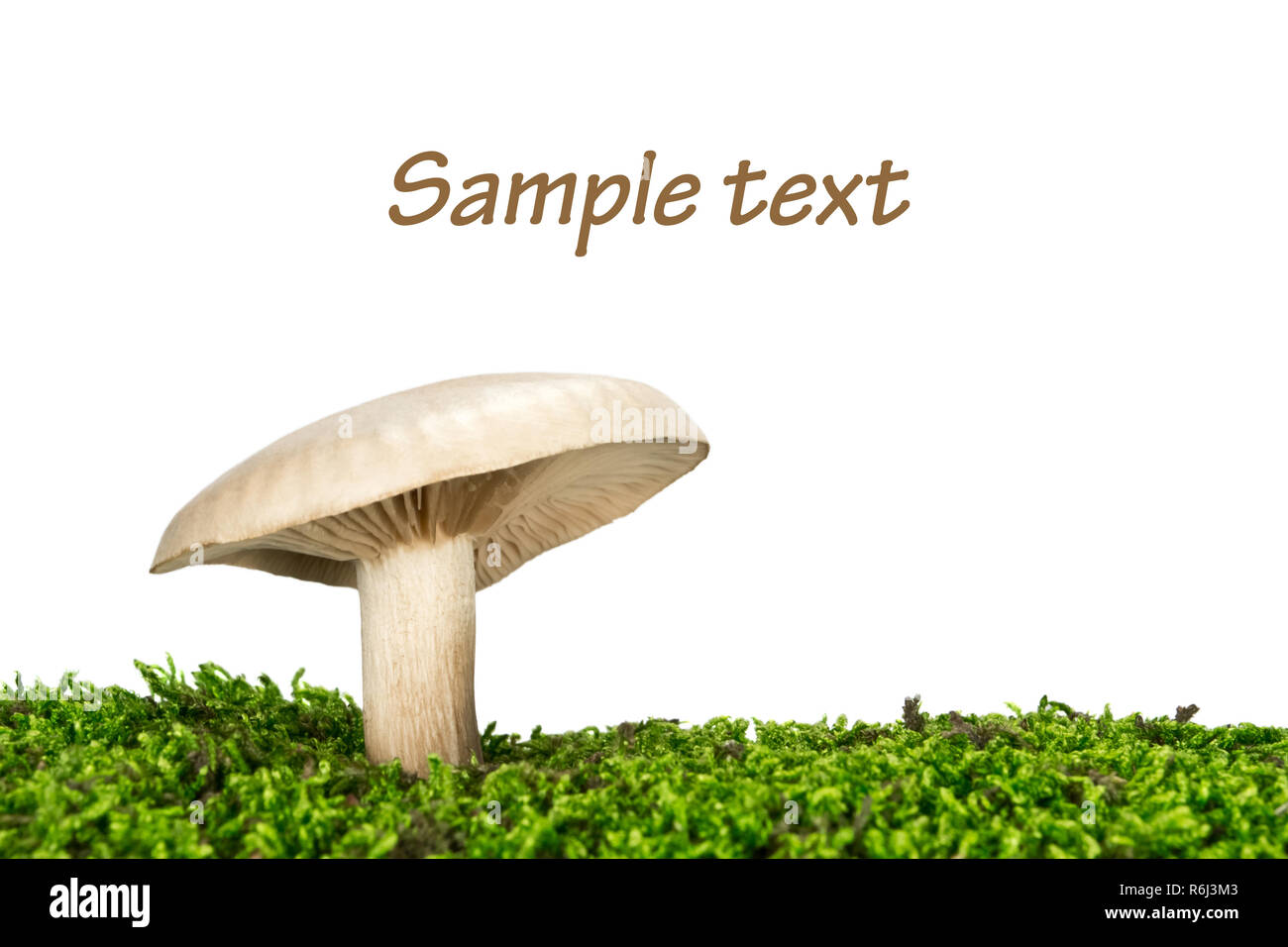 milk-white brittlegill mushroom russulaceae, isolated on white background Stock Photo