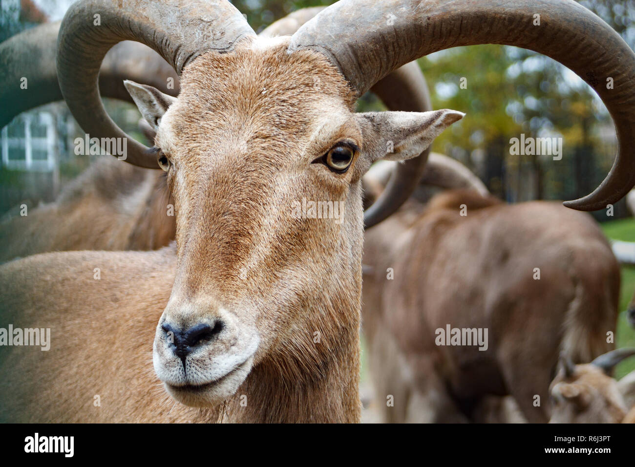 Mountain goat with horns close up macro animal portrait photo Stock Photo