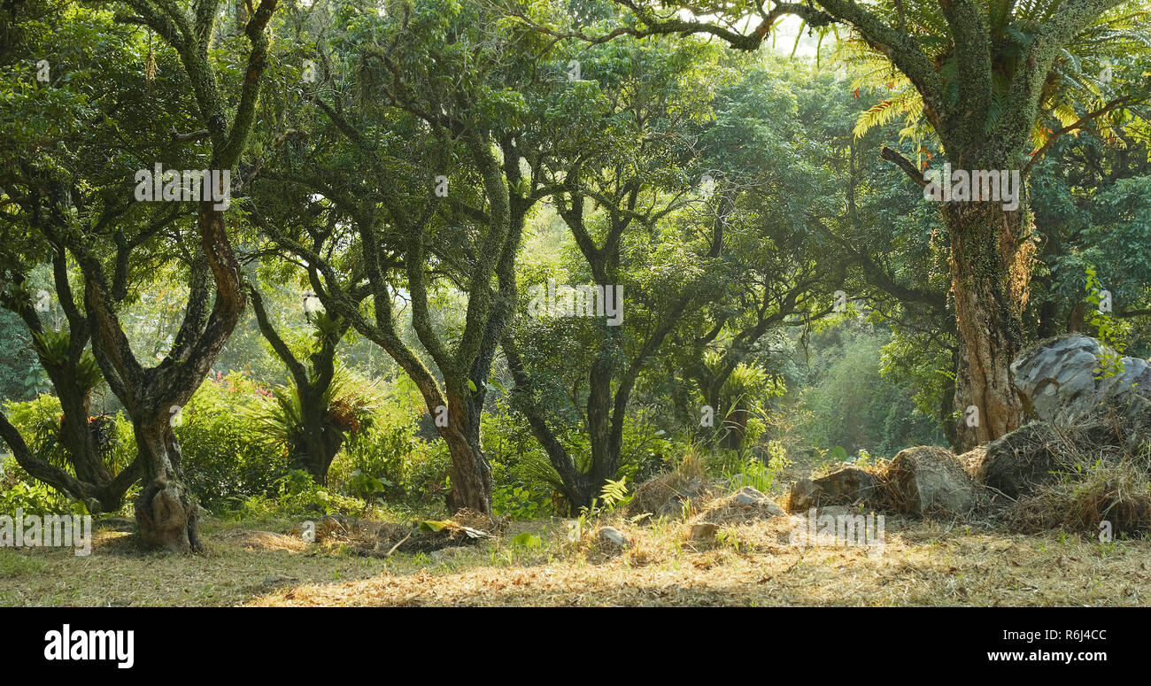 Tropical green forest with sunlight Stock Photo - Alamy
