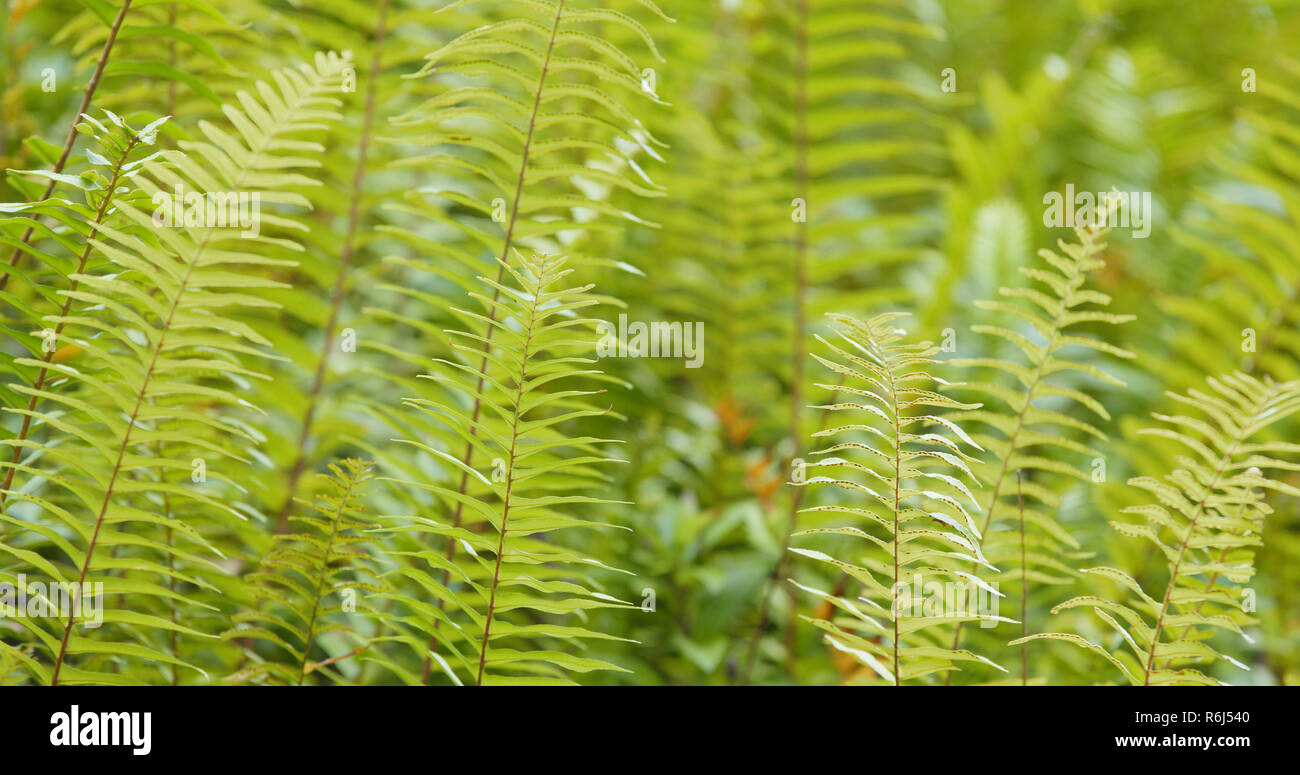 Fern leaf hop bush hi-res stock photography and images - Alamy