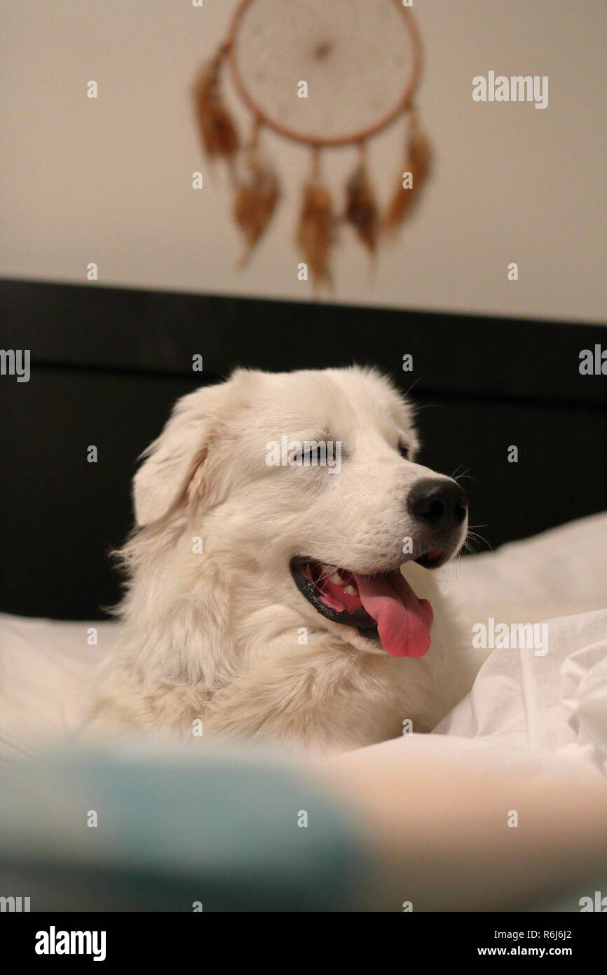 Are Great Pyrenees Dumb