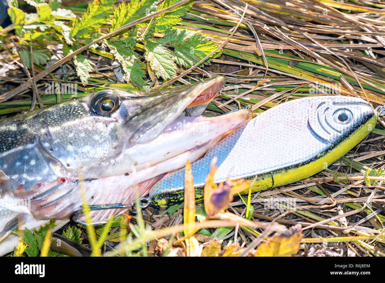 Pike on grass with bait in a mouth Stock Photo