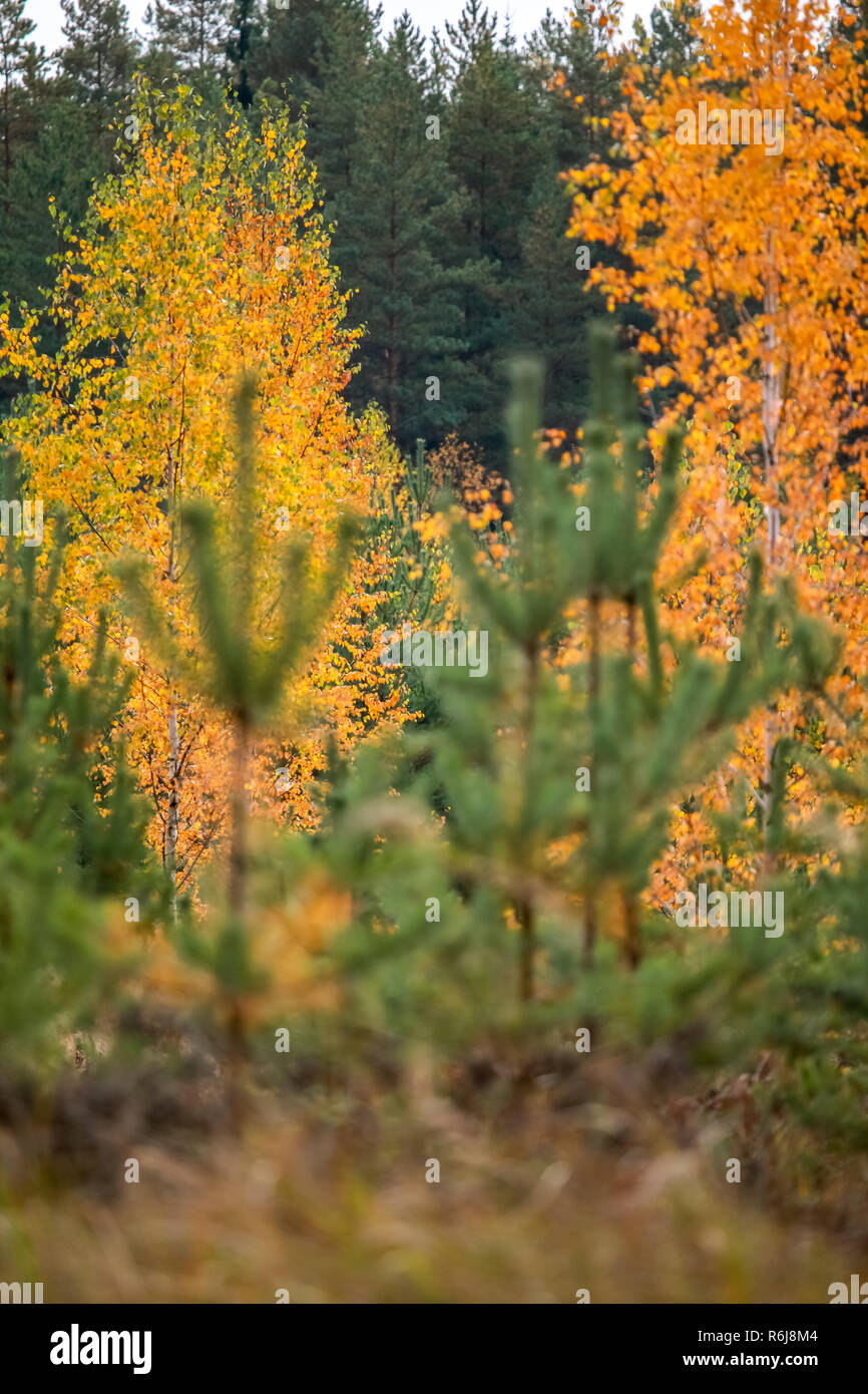 Birch with yellow leaves among green fir trees. Autumn trees in the ...