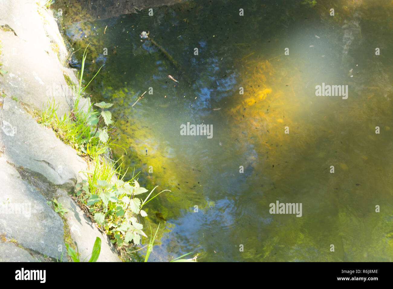Tadpoles family and green nature background in the water Stock Photo
