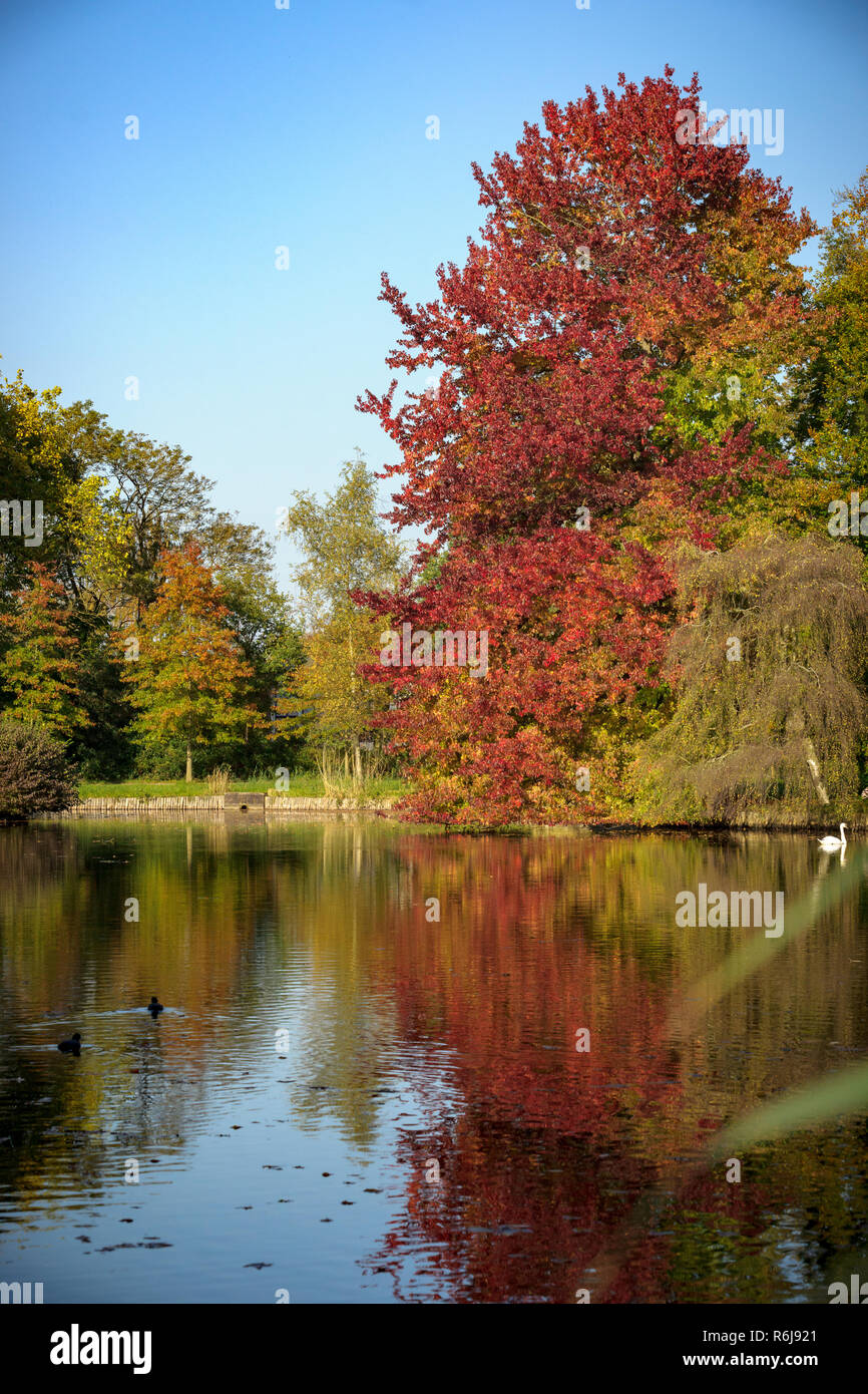 Tranquil lake scene with trees hi-res stock photography and images - Alamy