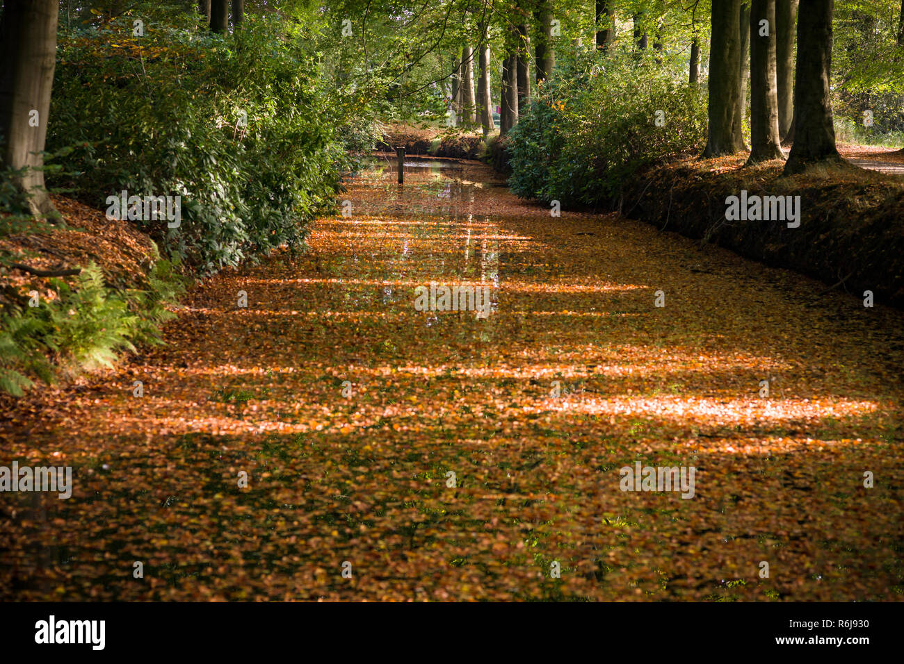 Hverdage guld tilpasningsevne Autumn leaves floating on the water surface of a canal in the Netherlands.  Park environment in the forest with autumn light Stock Photo - Alamy