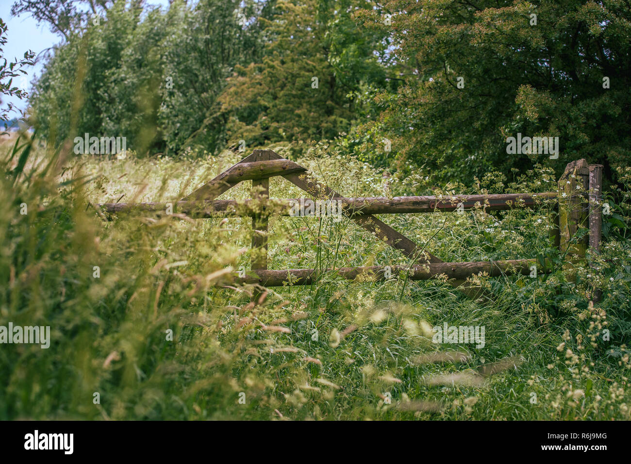 wooden fence of old craftsmanship and a grassland with high grass and ...