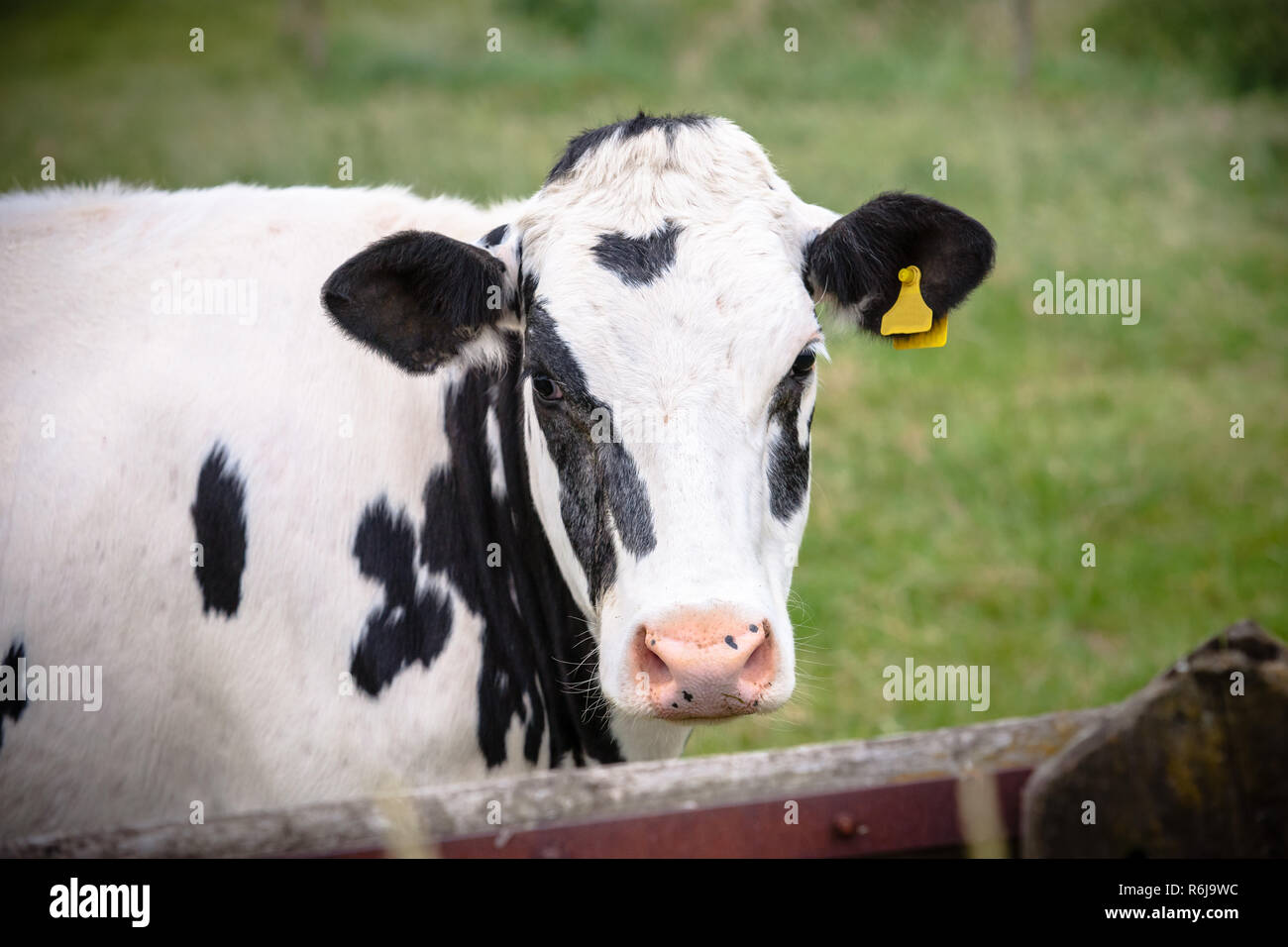 The head of the cunning cow in close-up, with yellow identification tags in the ears. Standing behind a wooden fence of a meadow or grassland Stock Photo