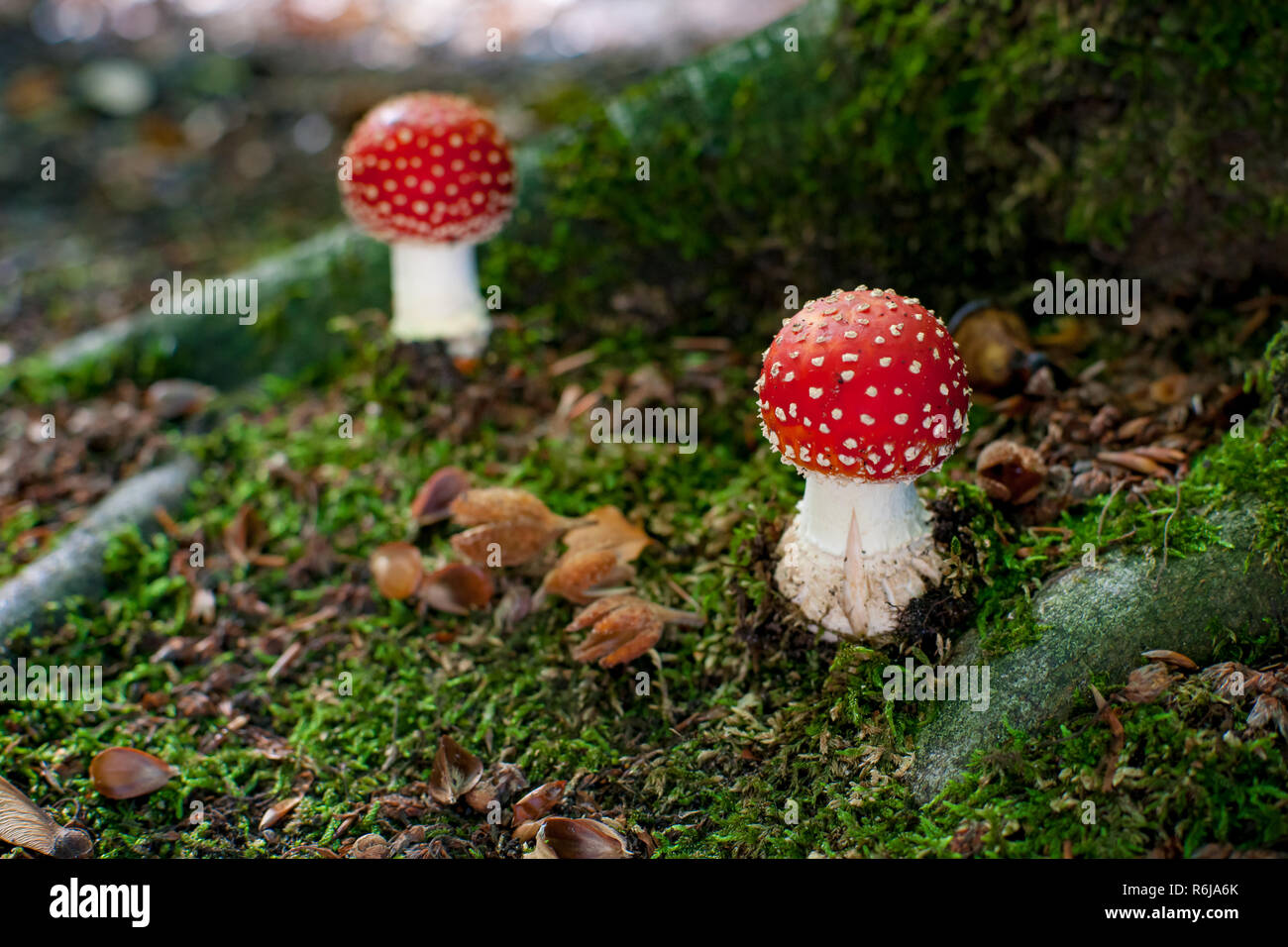 Dangerous mushroom between the roots of a large oak tree with moss, beech nuts and green moss