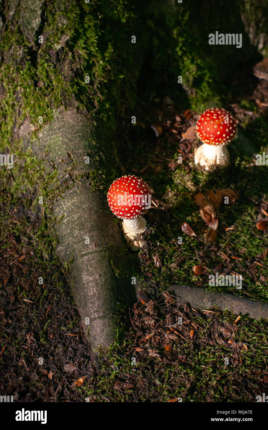 Dangerous mushroom between the roots of a large oak tree with moss, beech nuts and green moss