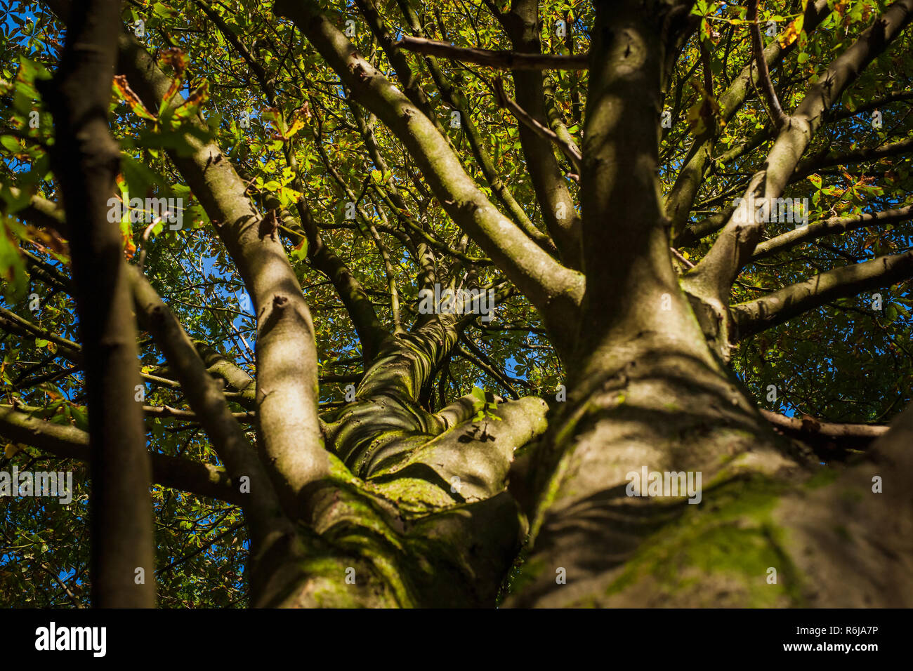 Sunlight that shines through the tree branches and crowns and gives atmospheric light in the forest Stock Photo