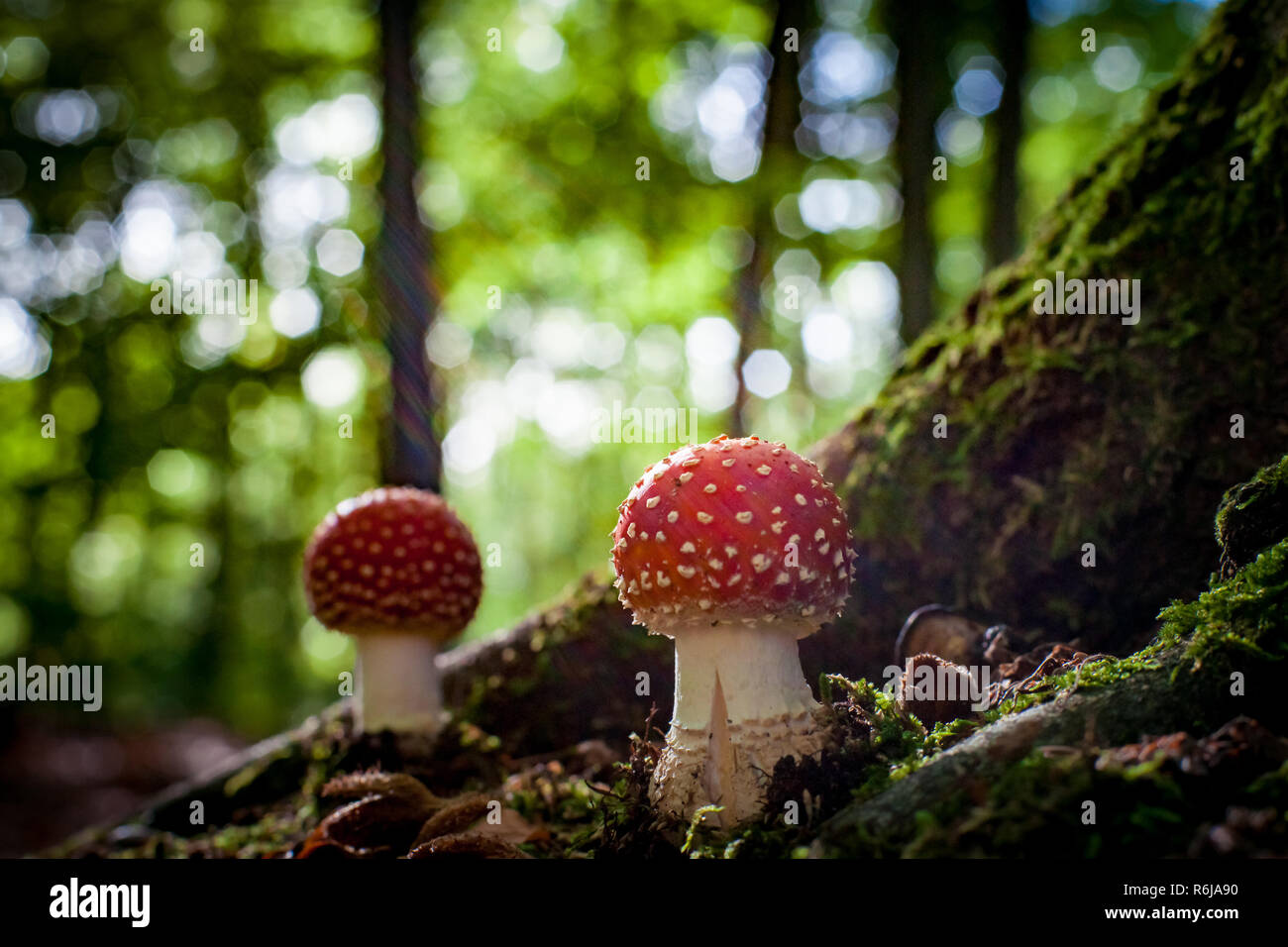 Dangerous mushroom between the roots of a large oak tree with moss, beech nuts and green moss
