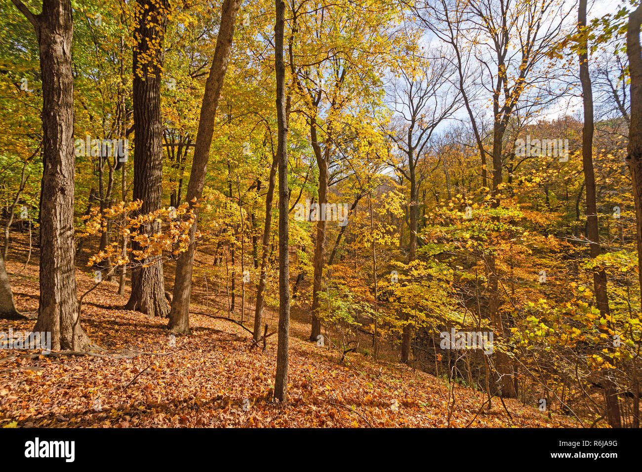 Colorful Ridge in a Midwest Forest in the Fall Stock Photo